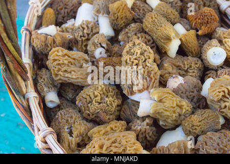 Gesammelte Pilze Morcheln liegen in einem Weidenkorb Stockfoto