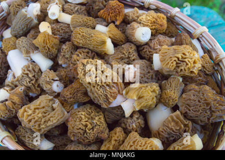 Gesammelte Pilze Morcheln liegen in einem Weidenkorb Stockfoto