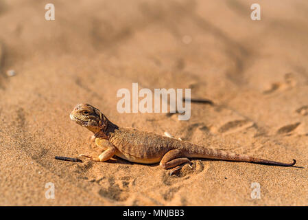 Beschmutzte Kröte - vorangegangen Agama auf Sand in der Nähe Stockfoto