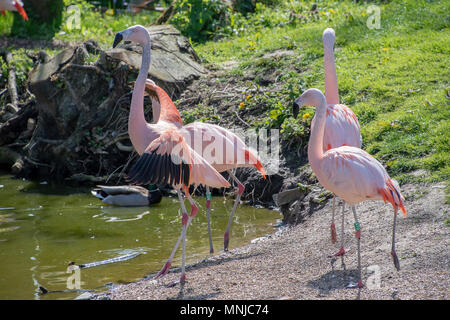 Chilenischer Flamingo genießen, in der Sonne Stockfoto