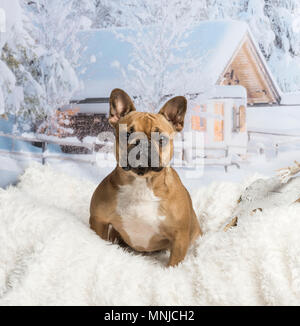 Französische Bulldogge gegen Winter Landschaft sitzend, Porträt Stockfoto