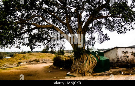Harar Jugol baum Moschee in der alten Stadt Harar, Äthiopien Stockfoto