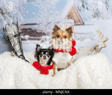 Chihuahuas sitzen zusammen auf Fell im Winter Szene Stockfoto