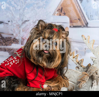 Yorkshire Terrier rot Pullover im Winter Szene, Porträt Stockfoto