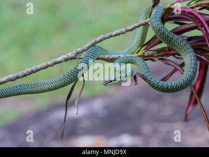 Sehr schöne Golden Tree Snake (Chrysopelea verzierten) in Krabi, Thailand auf einen Baum. Stockfoto