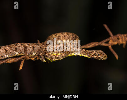 Seltene Jasper Cat Snake (Boiga jaspidea) auf Stacheldraht in Khao Sok Nationalpark Thailand Stockfoto