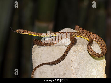 Seltene Jasper Cat Snake (Boiga jaspidea) in Khao Sok Nationalpark Thailand Stockfoto