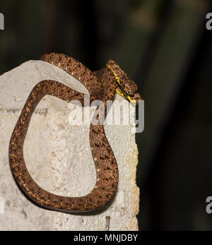 Seltene Jasper Cat Snake (Boiga jaspidea) in Khao Sok Nationalpark Thailand Stockfoto