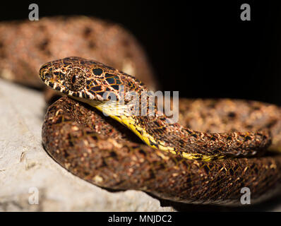 Seltene Jasper Cat Snake (Boiga jaspidea) auf Stacheldraht in Khao Sok Nationalpark Thailand Stockfoto