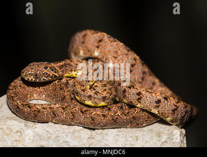 Seltene Jasper Cat Snake (Boiga jaspidea) in Khao Sok Nationalpark Thailand Stockfoto