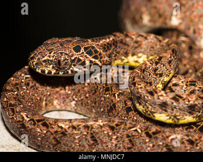 Seltene Jasper Cat Snake (Boiga jaspidea) in Khao Sok Nationalpark Thailand Stockfoto