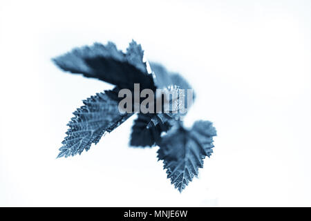 Abstrakt Blau Blätter über weißem Hintergrund Stockfoto