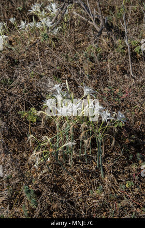 Büschel der wilden Narzissen, Pancratium maritimum, nahe dem Strand, Erice, Sizilien Stockfoto