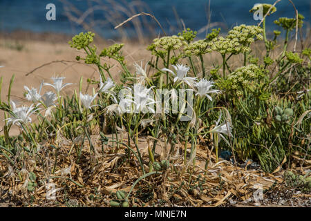 Büschel der wilden Narzissen, Pancratium maritimum, nahe dem Strand, Erice, Sizilien Stockfoto