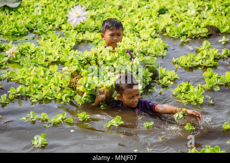 Kinder Reinigung Teich von Seerosen, Bali, Indonesien Stockfoto