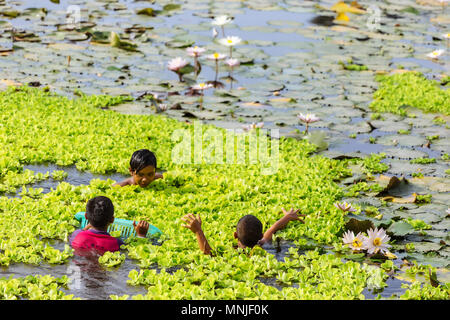 Kinder Reinigung Teich von Seerosen, Bali, Indonesien Stockfoto