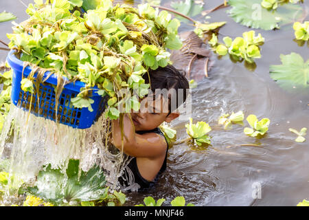 Kinder Reinigung Teich von Seerosen, Bali, Indonesien Stockfoto