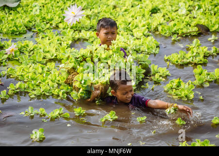 Kinder Reinigung Teich von Seerosen, Bali, Indonesien Stockfoto