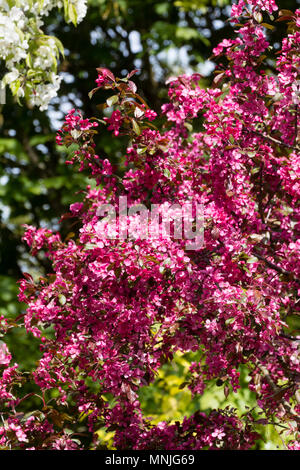 Frühling Blumen der Pink/Red Crab Apple, Malus toringo carlett' Stockfoto