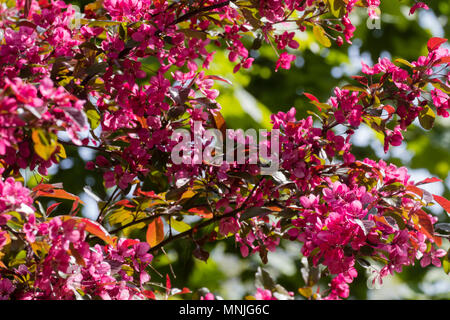 Frühling Blumen der Pink/Red Crab Apple, Malus toringo carlett' Stockfoto