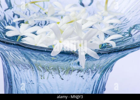 Azorian Jasmin in eine blaue Schüssel auf weißem Hintergrund Stockfoto