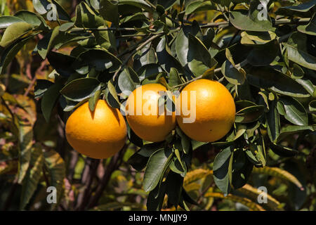 Grapefruit hängt am Baum Stockfoto