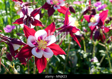 In der Nähe der schöne rote und weiße Akelei Blumen in voller Blüte Stockfoto