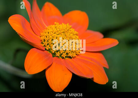 Mexikanische Sonnenblume (Tithonia rotundifolia) Inkakrage Stockfoto