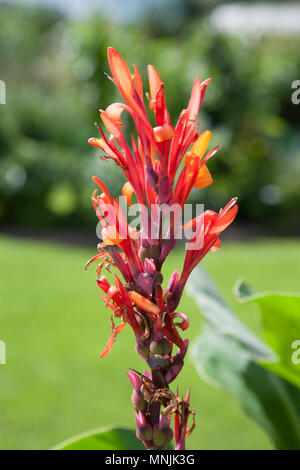 Indian shot, Röd arrowrot (Canna indica) Stockfoto