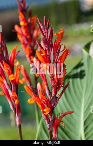 Indian shot, Röd arrowrot (Canna indica) Stockfoto