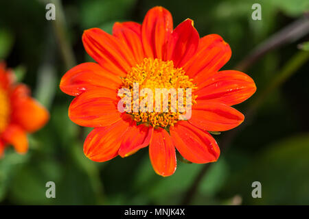 Mexikanische Sonnenblume (Tithonia rotundifolia) Inkakrage Stockfoto