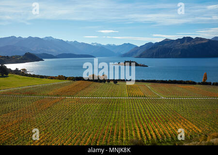 Rippon Weinberg und Lake Wanaka, Otago, Südinsel, Neuseeland Stockfoto