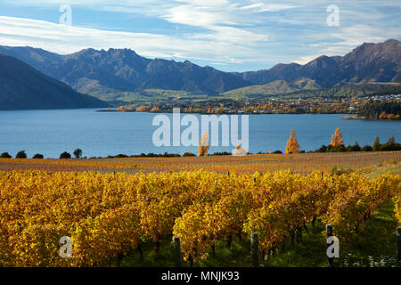 Rippon Weinberg und Lake Wanaka, Otago, Südinsel, Neuseeland Stockfoto