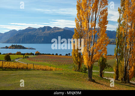 Rippon Weinberg und Lake Wanaka, Otago, Südinsel, Neuseeland Stockfoto