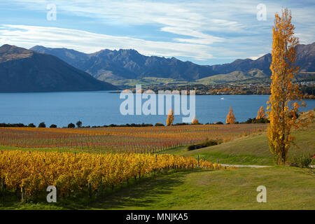 Rippon Weinberg und Lake Wanaka, Otago, Südinsel, Neuseeland Stockfoto