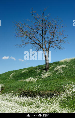 Paderno Franciacorta (Bs), Lombardei, Italien, eine Ecke der ländlichen Landschaft Stockfoto