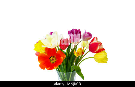 Schönen Frühling Tulpen in lebendigen Farben isoliert auf Weiss mit Copyspace Stockfoto