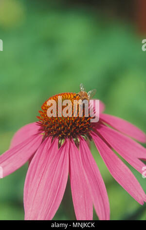 EINE BIENE SAMMELT POLLEN AUS EINEM PURPURNEN KONEFLOWER (ECHINACEA PURPUREA). AUSTRALIEN. Stockfoto