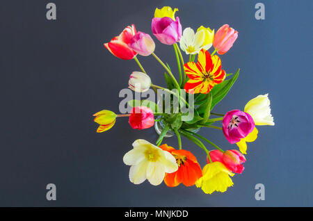 Schönen Frühling Tulpen in lebendigen Farben isoliert auf Weiss mit Copyspace Stockfoto