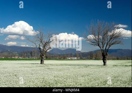 Paderno Franciacorta (Bs), Lombardei, Italien, Ansicht der Kampagne im März Stockfoto