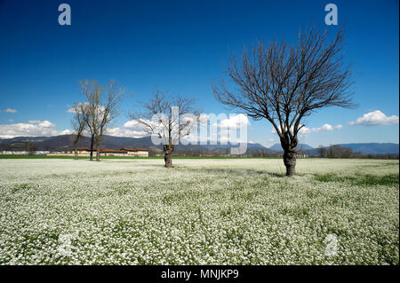 Paderno Franciacorta (Bs), Lombardei, Italien, Ansicht der Kampagne im März Stockfoto