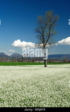 Paderno Franciacorta (Bs), Lombardei, Italien, Ansicht der Kampagne im März Stockfoto