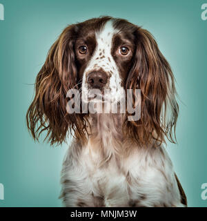Nahaufnahme der English Springer Spaniel gegen grüner Hintergrund Stockfoto