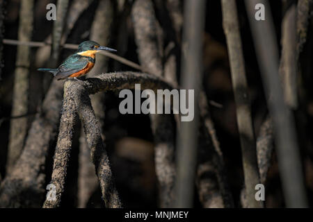 American Pygmy Kingfisher - Chloroceryle aenea, schöne orange und blau Kingfisher aus Neue Welt frisches Wasser, Costa Rica. Stockfoto