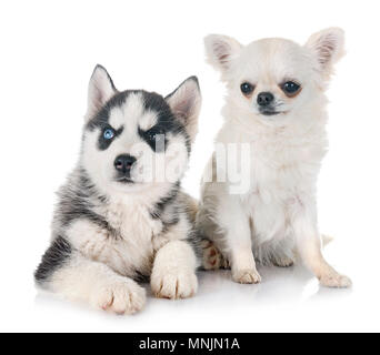 Welpe Siberian Husky und Chihuahua vor weißem Hintergrund Stockfoto