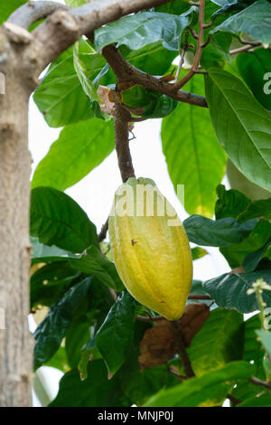 Nahaufnahme eines Seed pod wächst an den Theobroma cacao (cocoa) tropischen immergrünen Baum Stockfoto