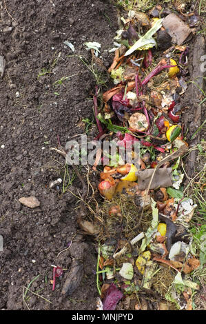 Ein Graben ausgehoben und gefüllt mit Kücheschrotte runner und Bohnen wachsen.. Stockfoto