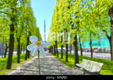 Narzisse Blume im Park in Riga Stockfoto