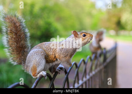 Ein niedliches Östlichen Grauhörnchen (Sciurus carolinensis), oder graue Eichhörnchen, sitzt auf einem Zaun in einem Park, sonnigen Tag, Großbritannien Stockfoto