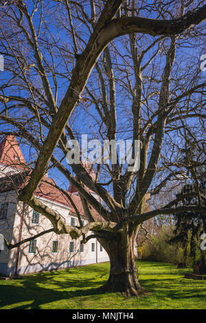 Große Platanus Baum neben dem Schloss Orth Schloss in Orth an der Donau im Bezirk Gaenserndorf Österreichs Stockfoto